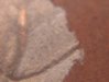 Coins 013.jpg