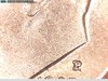 1982 P Dime MM 3.jpg
