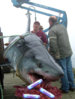 sharkcents2.jpg