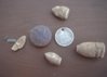 DSCF0001treasure.jpg