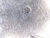 1928 Peace $ OB Planchet Error.jpg