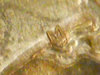 M seems to show outward in the 1878 Morgan.JPG