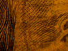 Best1 closeup.JPG