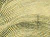 RSCN0077.JPG