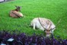 Deer on Campus.jpg