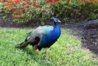 Peacock on Campus.jpg