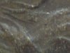 1864LIHCVG20x60obv.jpg