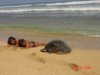 Turtle 75.jpg