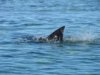 Bat Ray (17).jpg