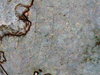 1989 Penny 002.JPG