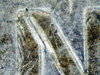 2014 D Penny 006.JPG