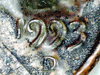 1993 penny 005.JPG