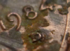 1984 Penny.png