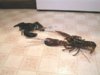 lobster fight.jpg