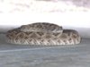 rattler11.3.08work.jpg