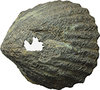Aes formatum - Cockle-shell ArtAsta 29e lot 66 March 2015.jpg