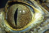 eyeball.jpg