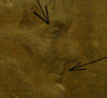 1955 Mouth and Eye.jpg