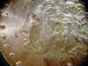 1898-O cheek Anacs.jpg