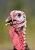 turkey4.jpg