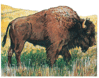 bison-info0.gif