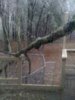 tree.jpg