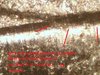 Picture 004-4.jpg