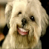 funny_dog_blink.gif