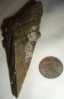 Prehistoric Shark Tooth.jpg