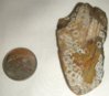 Prehistoric Shark Tooth 3.jpg