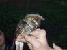 whippoorwill5.jpg