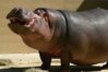 hippo.jpg