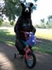 bear.jpg