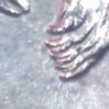 Alaska claws close-up.jpg