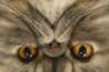 cat_show_01.jpg