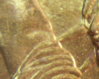 2007-D adams rays.jpg
