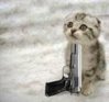 Cat with gun.jpg
