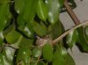 hummingbirdinnest.jpg