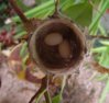 hummingbirdnest4-15-03.jpg