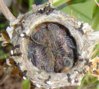 babyhummingbirds5-6-03.jpg