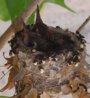 babyhummingbirds5-13-03.jpg