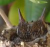 babyhummingbirds5-13-03[3].jpg