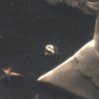 SBA%2079-S%20T1.jpg