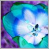 tulip-stigma-stamen.jpg
