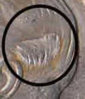 dime.JPG
