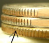 Rims Crop.jpg