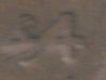 lastscan19434555.jpg