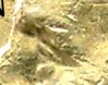 Eye-Eye.jpg