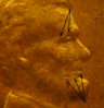 1964 Face.jpg