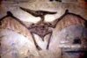 pterodactyl.jpg
